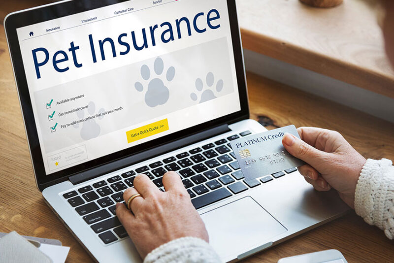 Pet Insurance – Is It Worth Having?