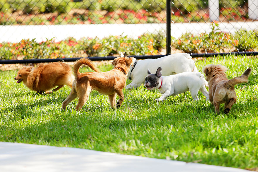 Pros & Cons of Dog Parks