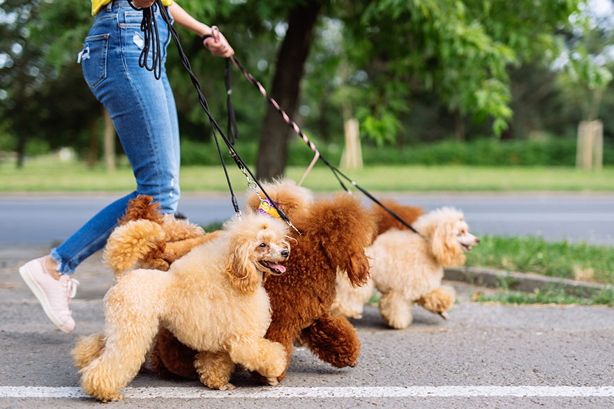 Dog Walking | Dog Walkers