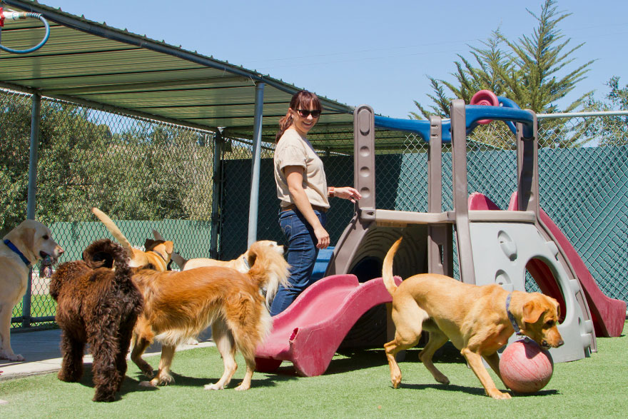 Doggy Day Care Centres