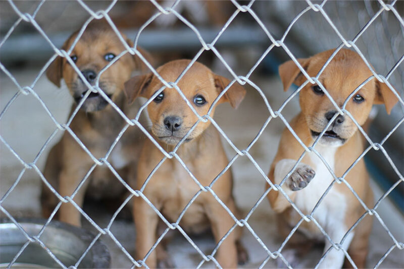 Pet Enclosures for Dogs & Cats