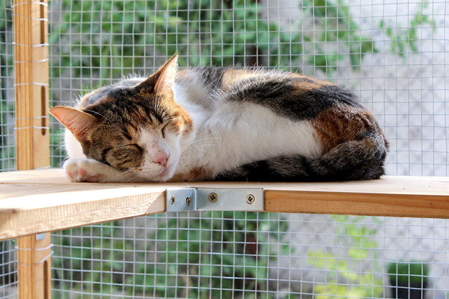 Outdoor Cat Enclosures | Pet Enclosures