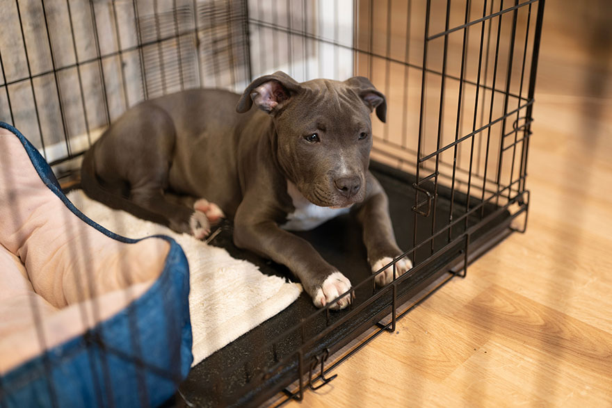 Indoor Dog Enclosures | Pet Enclosures