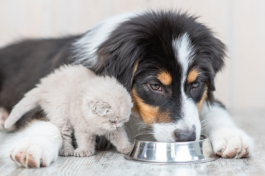 Pet Food For Dogs & Cats