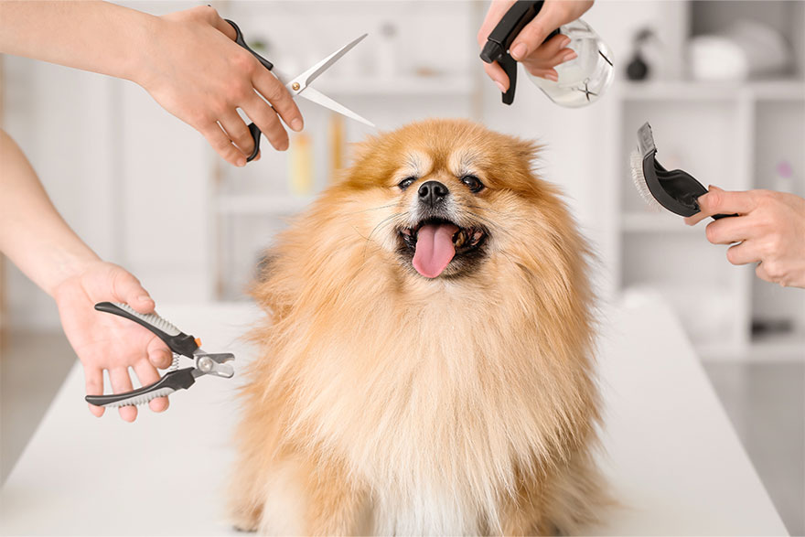 Pet Grooming – Styling From Head to Paw