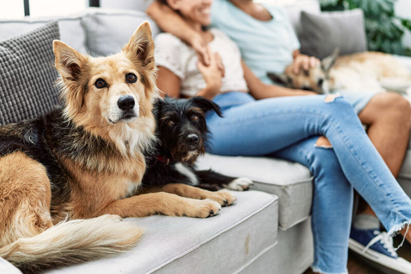 Pet Sitting Services in Australia