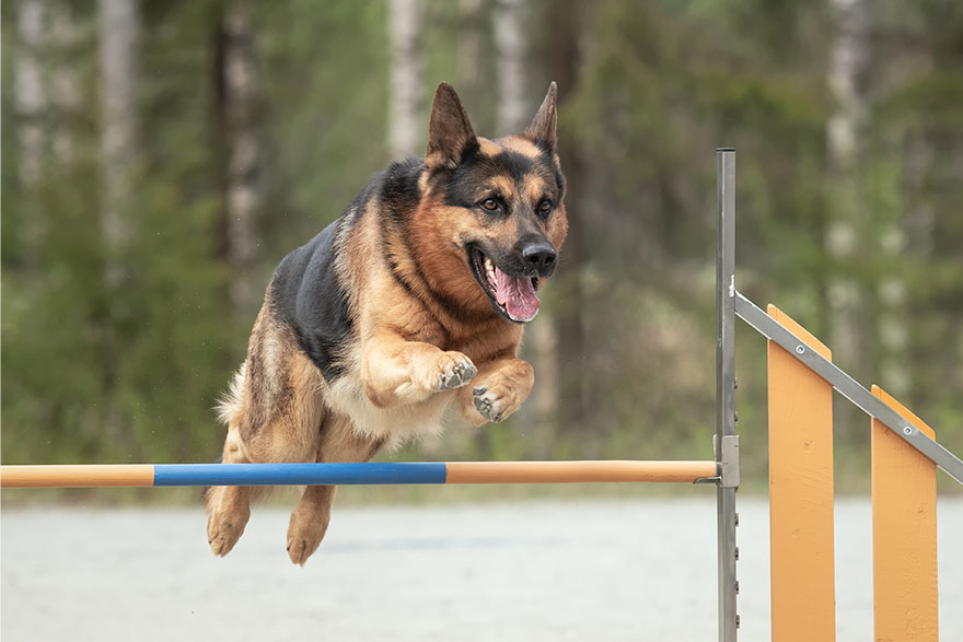 Agility Training for Dogs | Dog Training