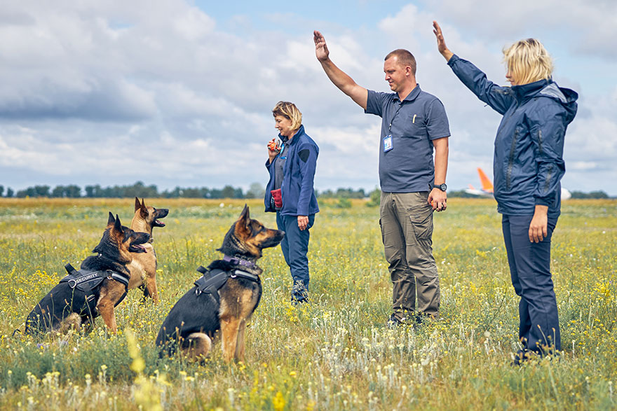 German Shepherd Training